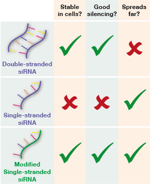 داروهای siRNA تک‌رشته‌ای می‌توانند قدرت خاموش‌سازی RNA دورشته‌ای را با توانایی مولکول‌های تک‌رشته‌ای برای پخش شدن در سراسر مغز ترکیب کنند. 