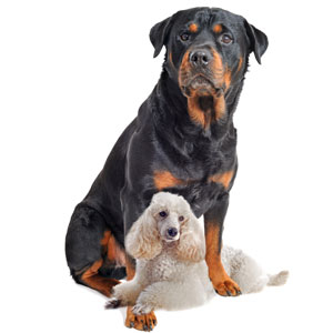 پروتئینهای متصل شونده به DNA/RNA برای محافظت از DNA ما عمل میکنند، اما میتوانند مانند یک سگ نگهبان که افسار پاره کرده، اشتباه عمل کنند. محققان این پروتئینها را با جایگزینی ژنتیکی «سگ نگهبان» با نسخه «رامتر» پروتئین مورد مطالعه قرار دادند.