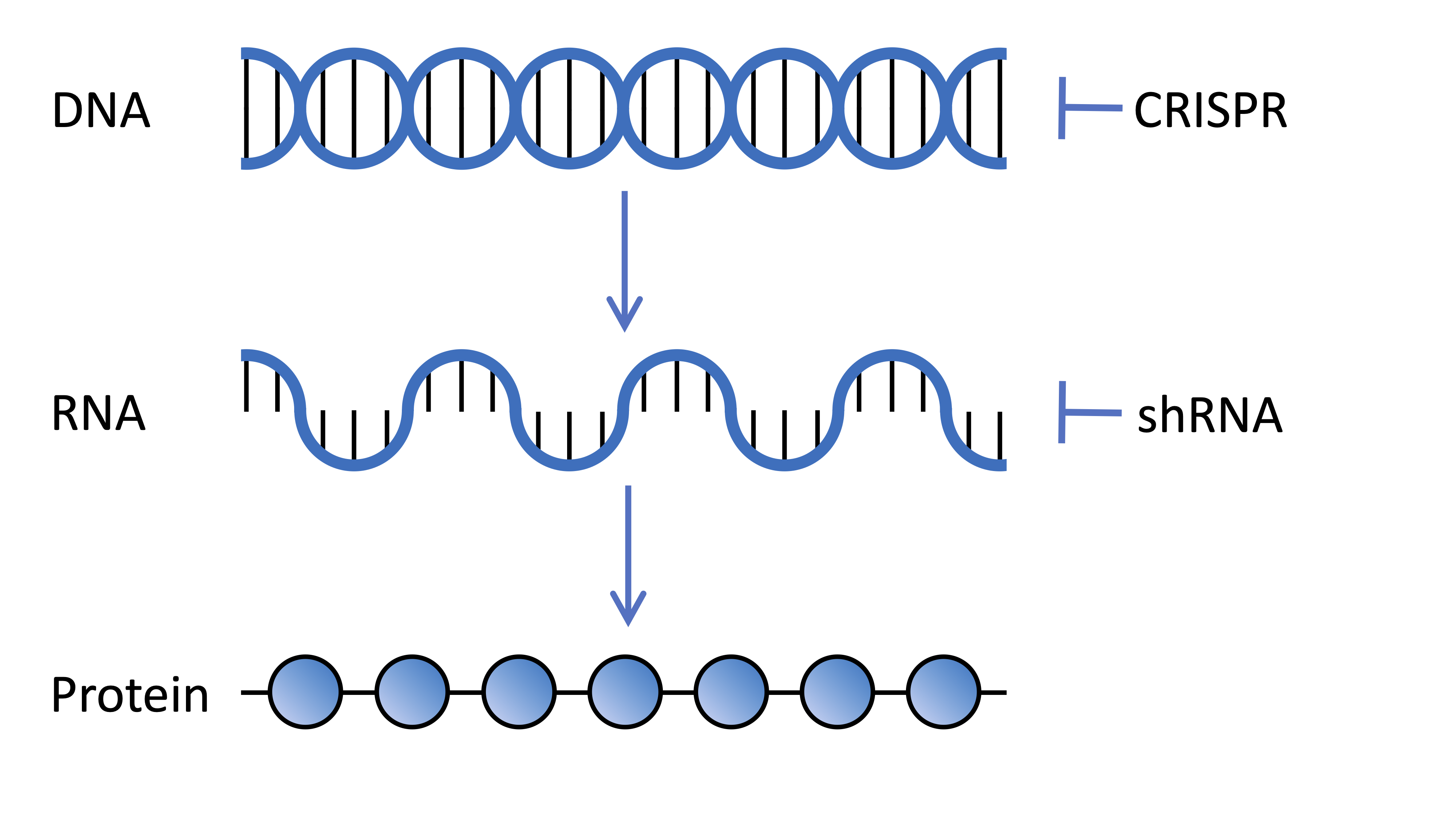 DNA ژنهایی را رمزگذاری میکند که به RNA رونویسی میشوند و سپس به پروتئین ترجمه میشود، مولکولهایی که فعالیتها را در سلولهای ما انجام میدهند. فناوریهای CRISPR و shRNA که در غربالگریهای ژنتیکی استفاده میشوند میتوانند بیان ژنها را به ترتیب در سطح DNA و RNA تغییر دهند.