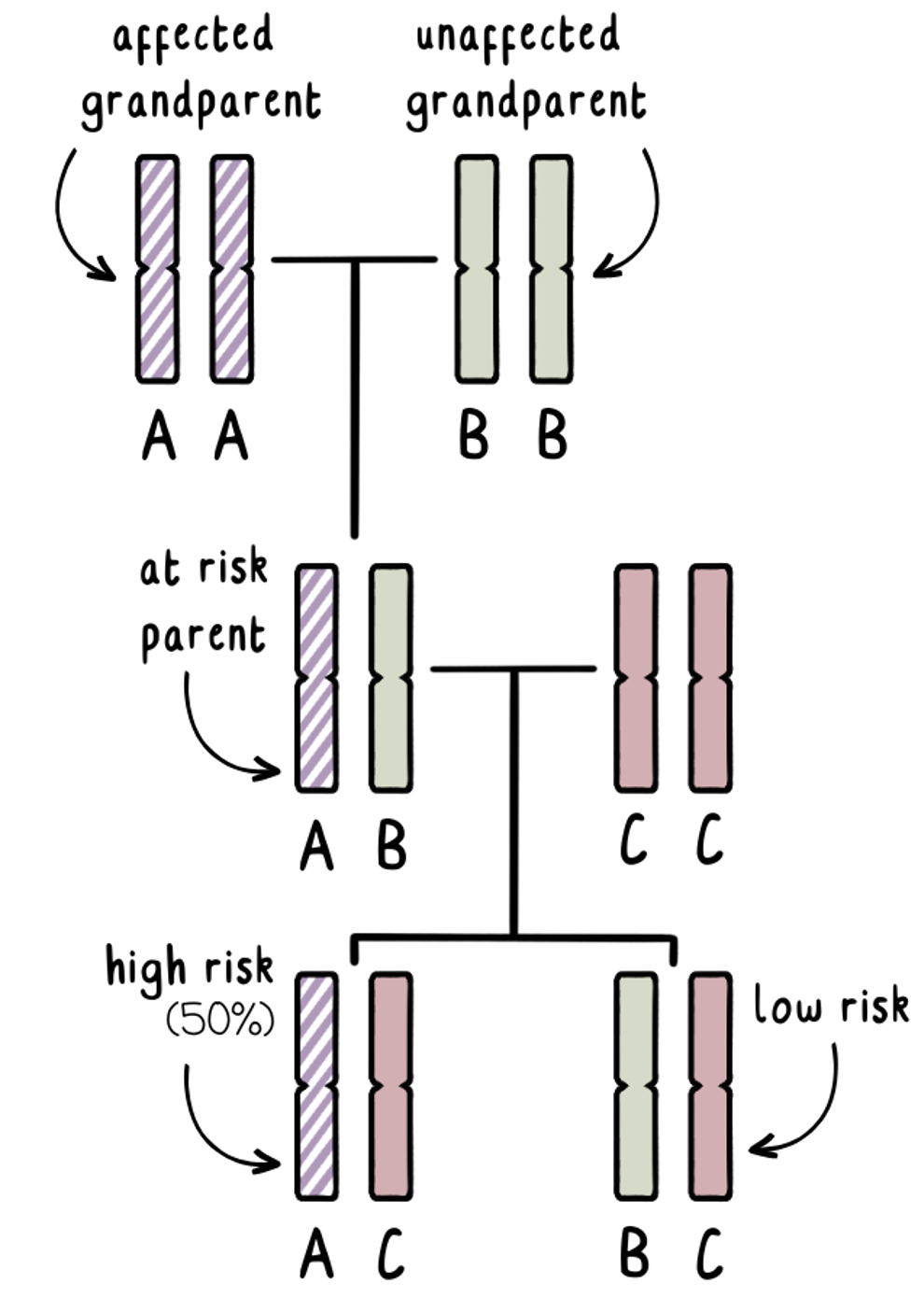 نحوه عملکرد آزمایش حذف برای «حذف» قسمت پرخطر DNA از پدربزرگ و مادربزرگ مبتلا به جنین