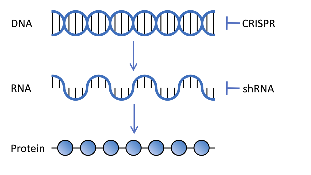 DNA ژن‌هایی را رمزگذاری می‌کند که به RNA رونویسی می‌شوند و سپس به پروتئین ترجمه می‌شود، مولکول‌هایی که فعالیتها را در سلول‌های ما انجام می‌دهند. فناوری‌های CRISPR و shRNA که در غربالگری‌های ژنتیکی استفاده می‌شوند می‌توانند بیان ژن‌ها را به ترتیب در سطح DNA و RNA تغییر دهند.  