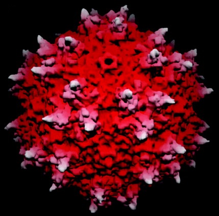 کارآزمایی موفقیت‌آمیز ژن‌درمانی در بیماری پارکینسون، امیدها را برای بیماری هانتینگتون افزایش می‌دهد