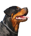 پروتئین‌های «سگ نگهبان» ارتباطات شگفت‌انگیزی را بین بیماری هانتینگتون و سایر اختلالات مغزی نشان می‌دهند